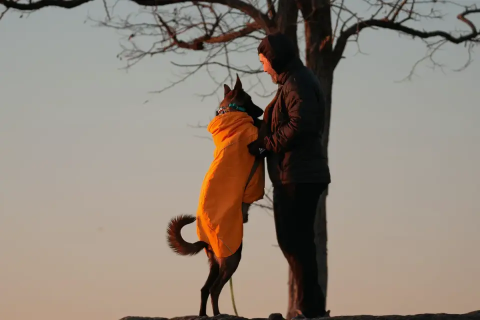 A Belgian Malinois walking on a leash beside its owner