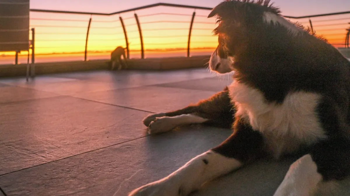 A border collie investigating banana slices set on a kitchen floor
