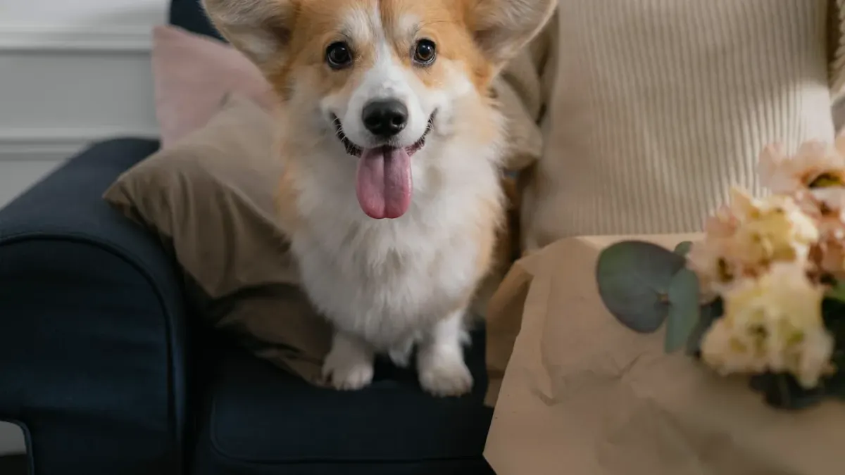 A bowl of plain popcorn sitting next to a dog resting on a couch