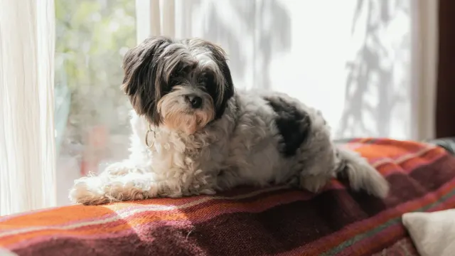 A calm dog lying on a rug in a sunlit apartment living room