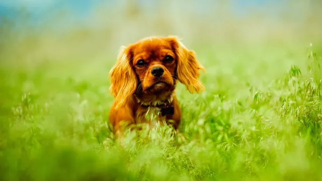 A Cavalier King Charles Spaniel and a Cocker Spaniel sitting side by side on grass
