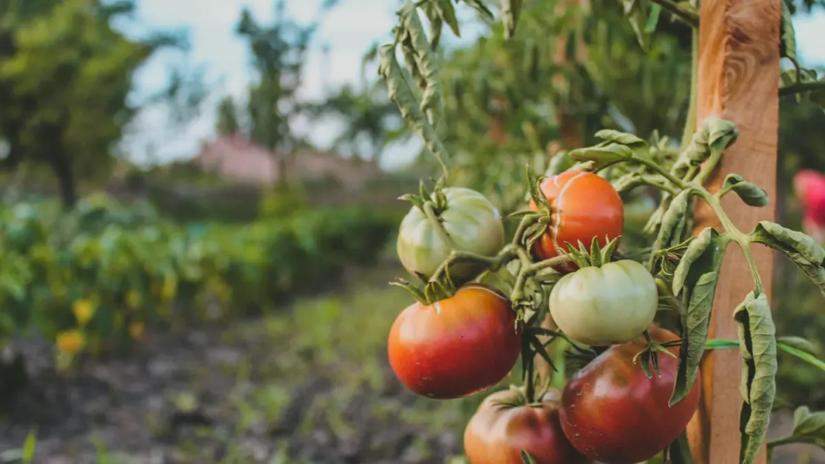 A cluster of ripe red tomatoes still on the vine in a home garden