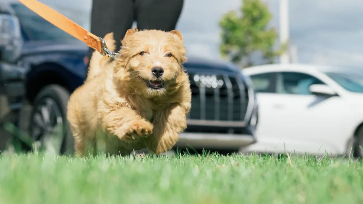 A cream Goldendoodle puppy standing on a grooming table mid-brush-out