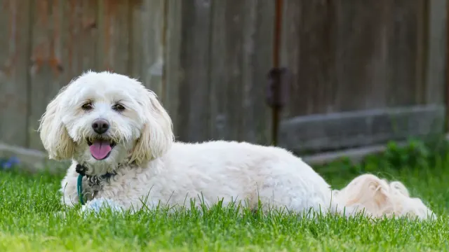 A curly-coated Labradoodle and a wavy-coated Goldendoodle standing side by side outdoors