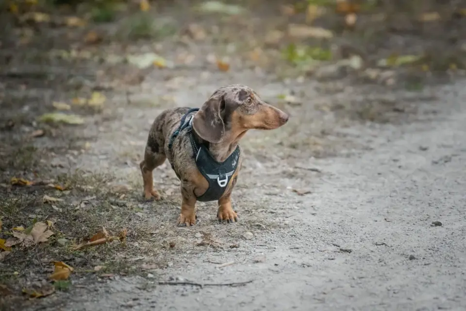 A dachshund on a leash walking along an outdoor path