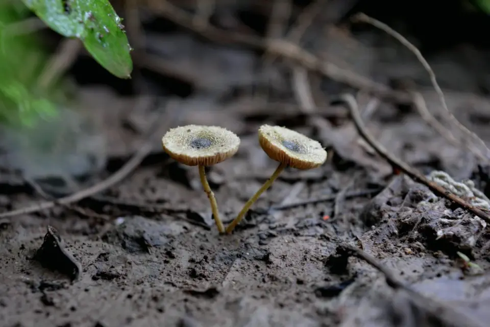 A dog lowering its nose toward a cluster of wild mushrooms on damp forest ground