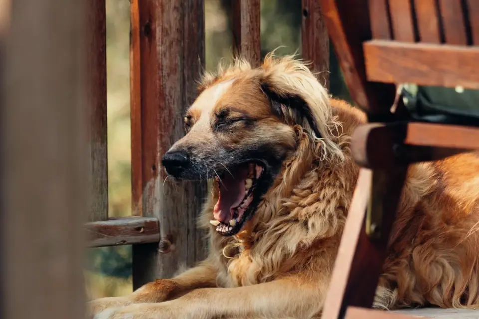 A dog lying in a shaded area beside an outdoor restaurant table