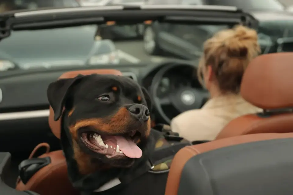 A dog panting and appearing anxious in the back seat of a car