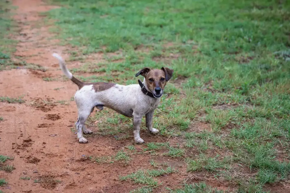 A dog walking across uneven grass and dirt terrain