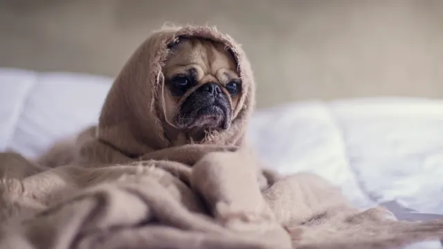 A dog wearing a snug-fitting anxiety wrap standing in a living room