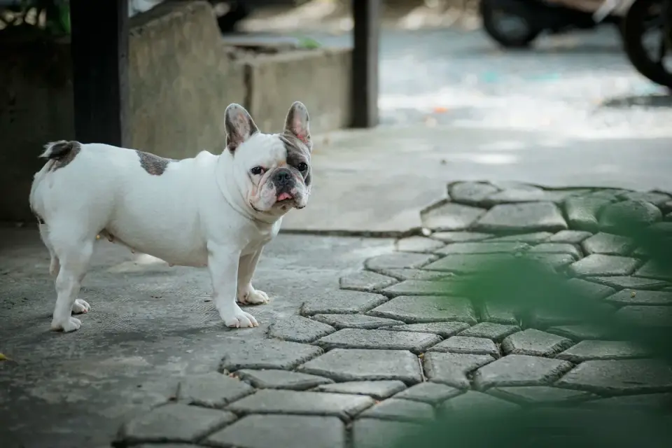 A French Bulldog panting with mouth open after a short walk
