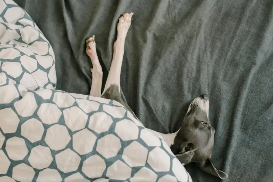 A greyhound resting calmly on a wood floor in an apartment