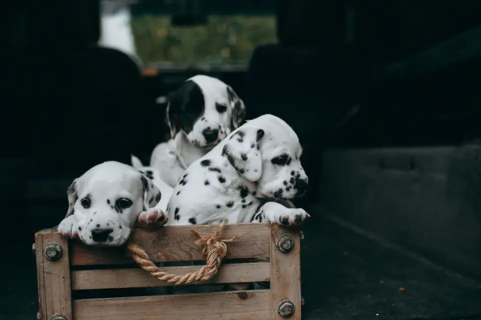 A hard-sided dog crate strapped into a car&#x27;s cargo area