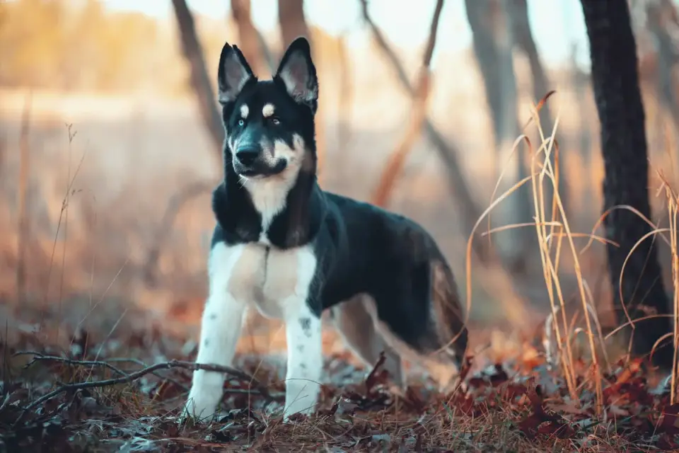 A large-breed puppy standing outdoors with a visible waist and lean build