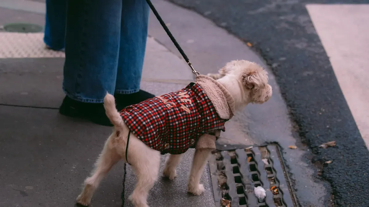 A leashed dog lunging forward on a sidewalk while another dog passes at a distance