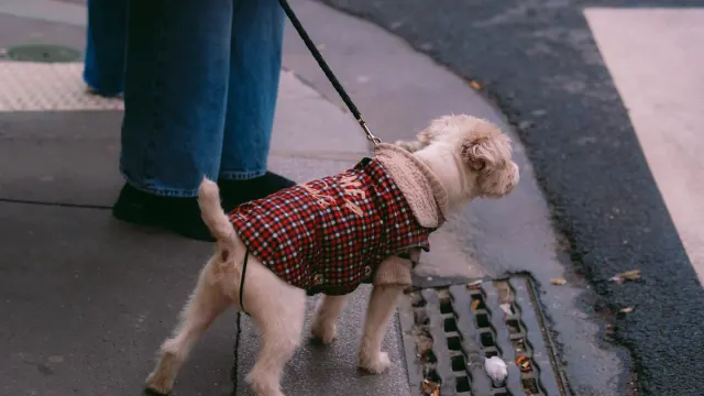 A leashed dog lunging forward on a sidewalk while another dog passes at a distance