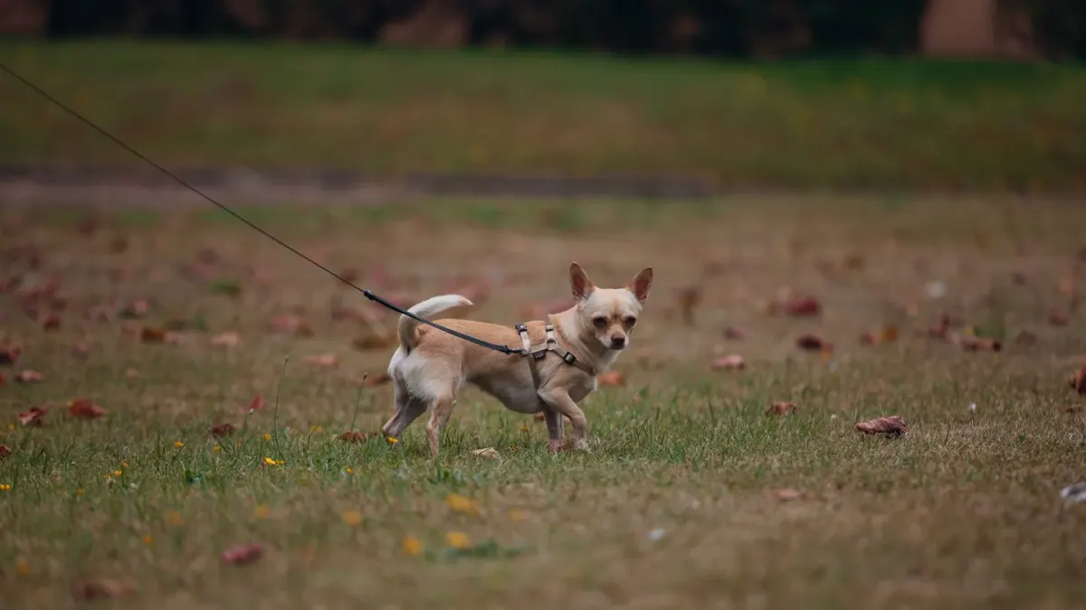 A leashed dog mid-stride wearing a harness with a front chest clip