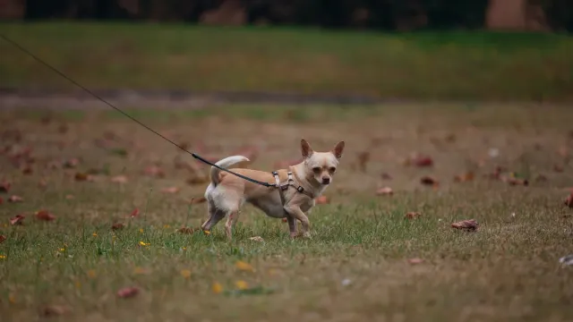 A leashed dog mid-stride wearing a harness with a front chest clip