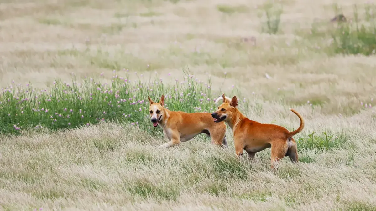 A male and female dog of similar size playing together outdoors