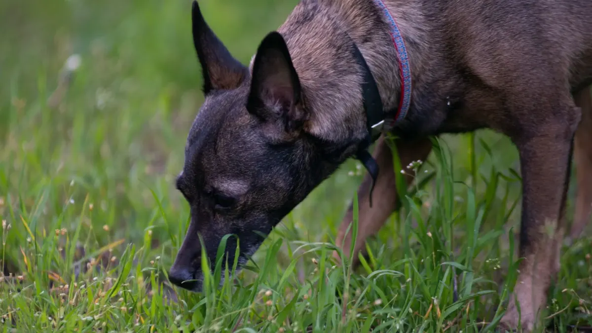 A medium-sized athletic dog sniffing a small bowl of fresh blueberries on grass