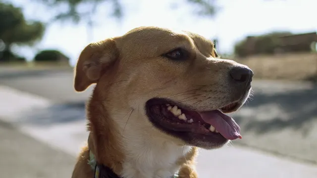 A medium-sized dog wearing a well-fitted basket muzzle while standing outdoors on a leash