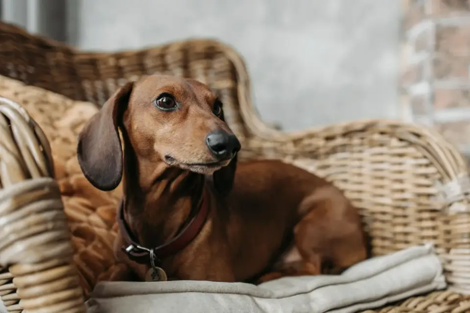A miniature dachshund resting curled up on a dog bed