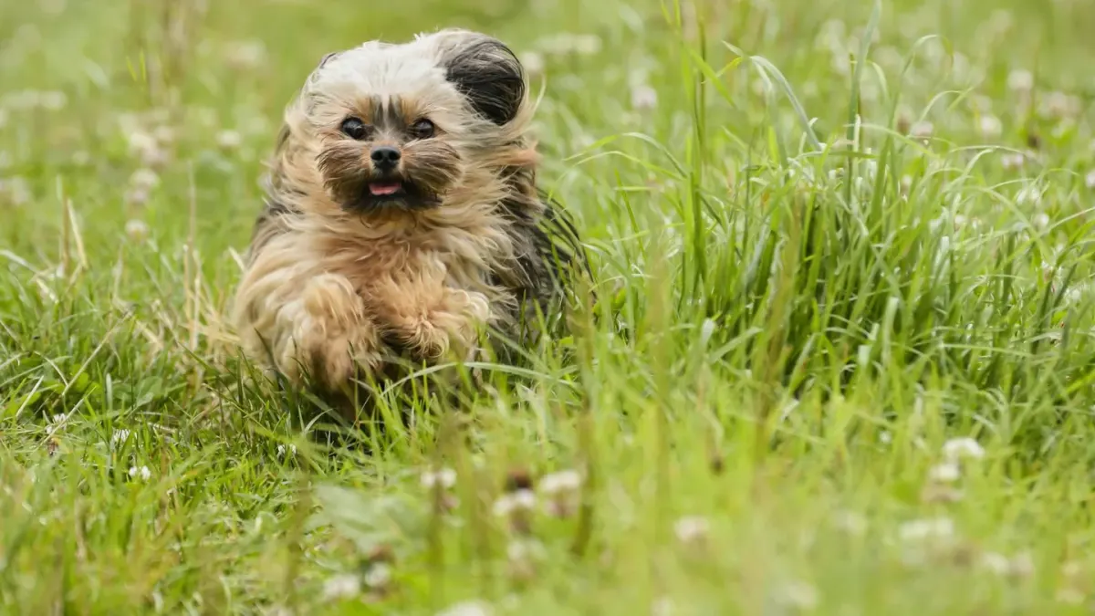 A small breed dog running freely on a grassy field