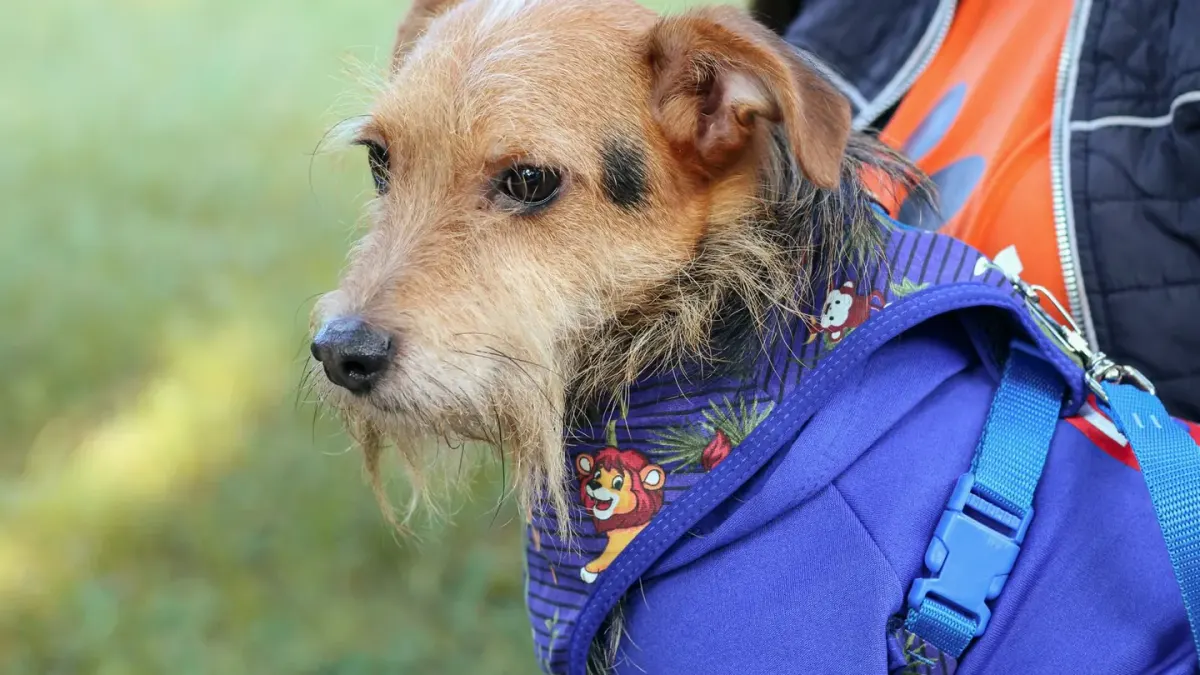 A small terrier and a large retriever each secured in the back seat with separate harnesses