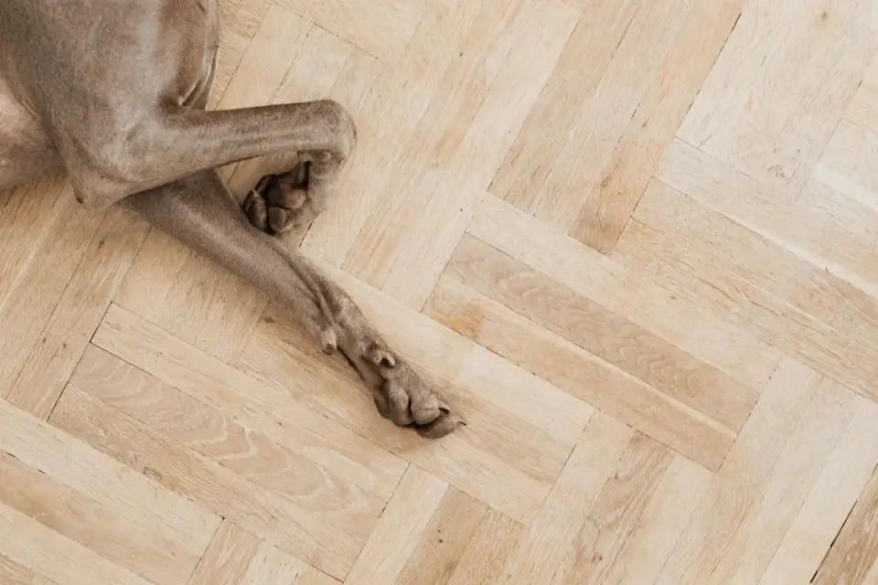 A small toy-breed dog walking on a hardwood floor beside a rug runner