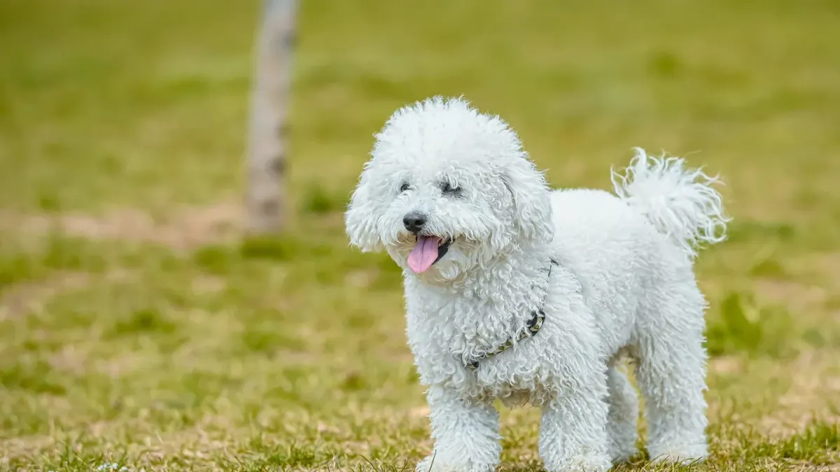 A small toy poodle and a slightly larger miniature poodle standing together outdoors