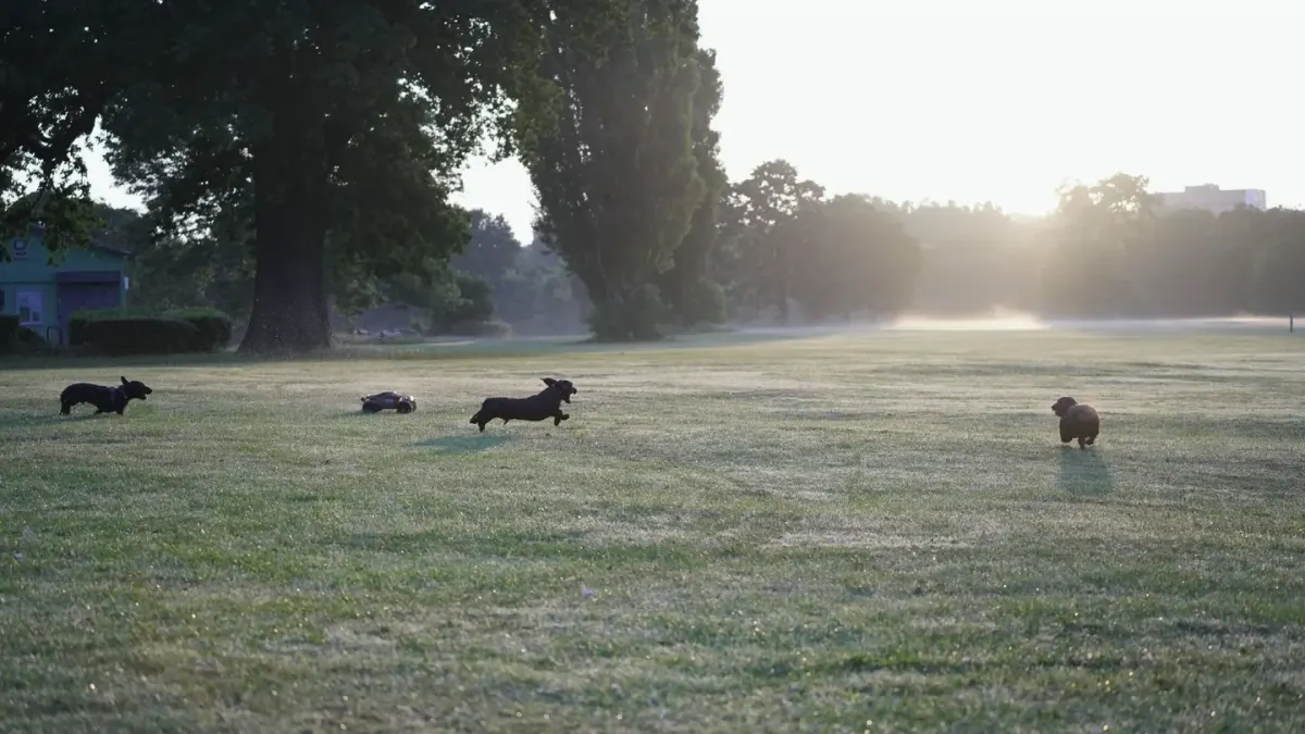 A standard-sized Dachshund and a miniature Dachshund standing together on grass