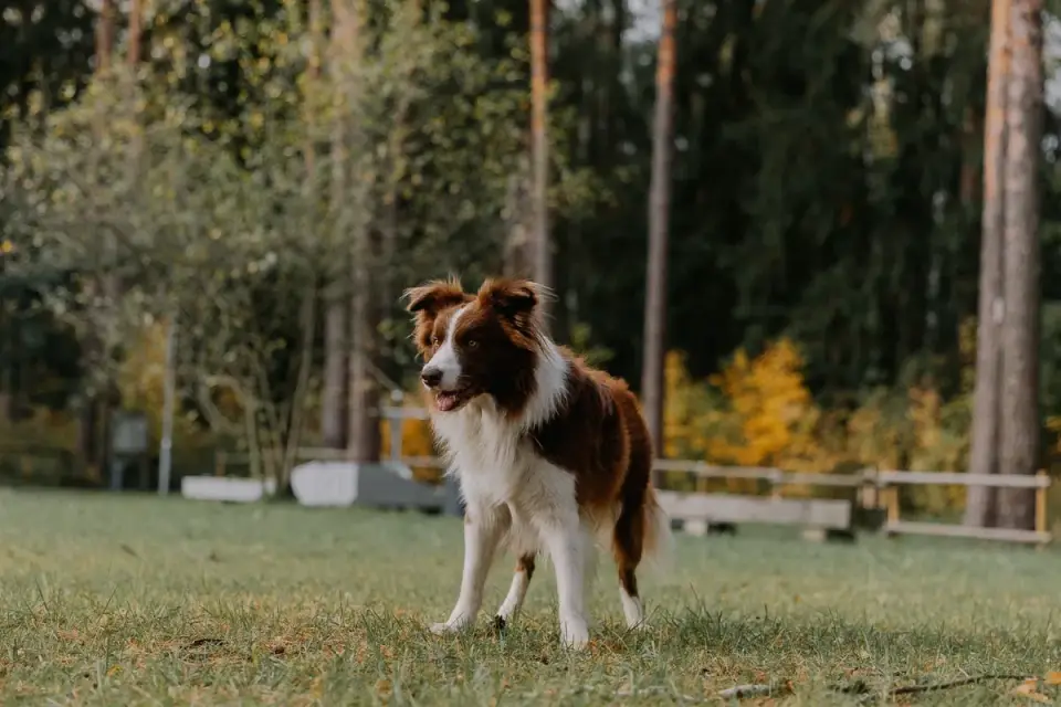 A trainer working with a Border Collie on a sit-stay command