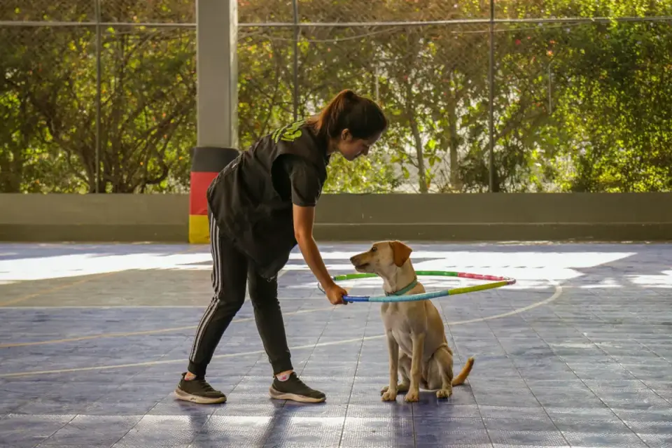 A trainer working with a leashed dog at a distance from another dog