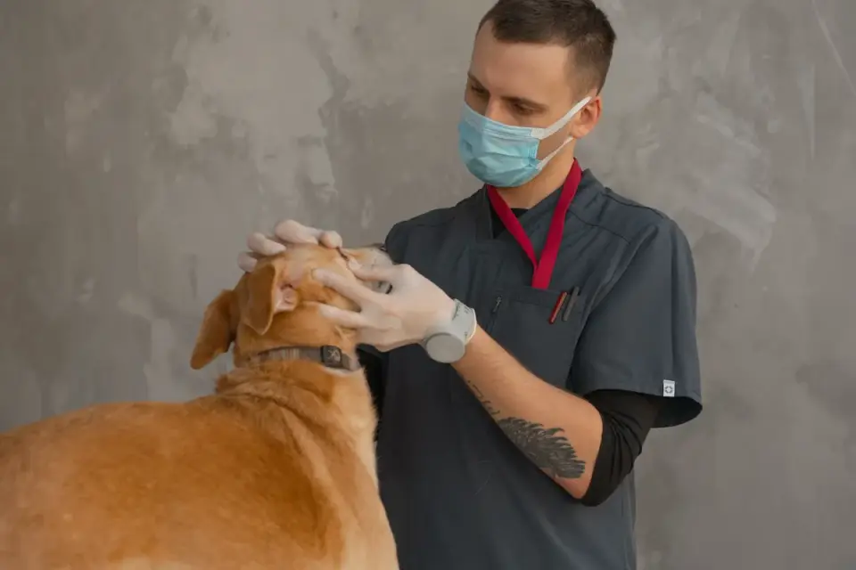 A veterinarian examining a dog