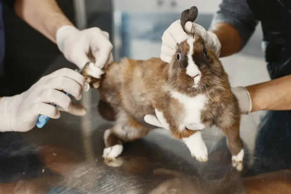 A veterinarian examining a dog on an exam table after a diet consult