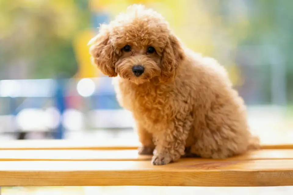 A veterinarian gently examining a small Poodle puppy&#x27;s hind leg during a checkup