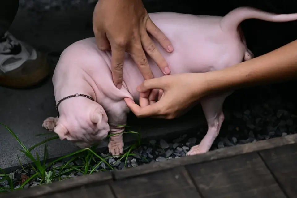 A veterinarian gently feeling a puppy&#x27;s ribs to assess body condition
