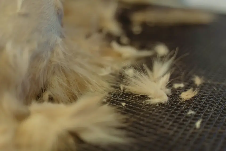 A veterinarian parting a dog&#x27;s fur to check the undercoat