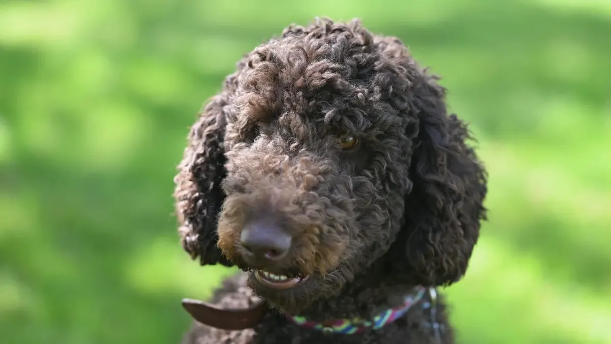 A wavy-coated Goldendoodle standing next to a curly-coated Standard Poodle in a grassy yard