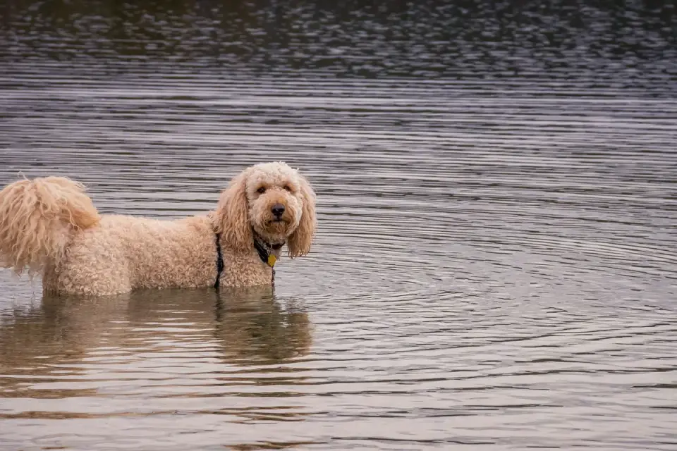 A wavy-coated Goldendoodle standing next to a curly-coated Standard Poodle in a grassy yard