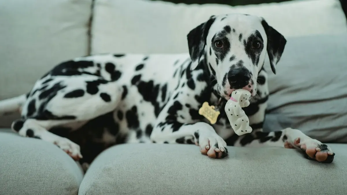 A young puppy gripping a rope toy with its mouth during a play session indoors