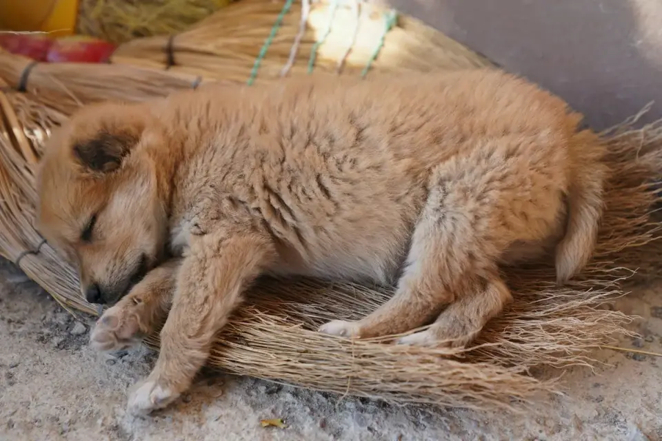 A young puppy sleeping curled up inside an open crate during daytime