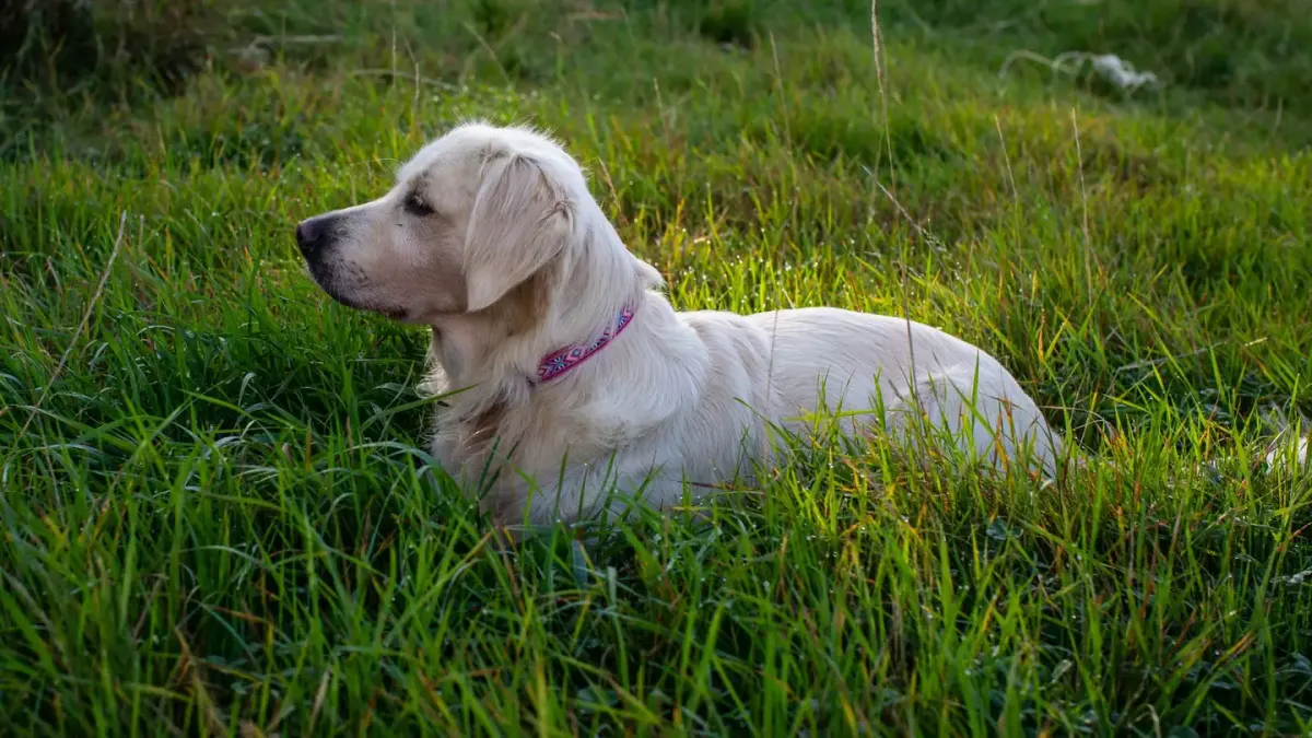 Adult Labrador and Golden Retriever standing together on grass
