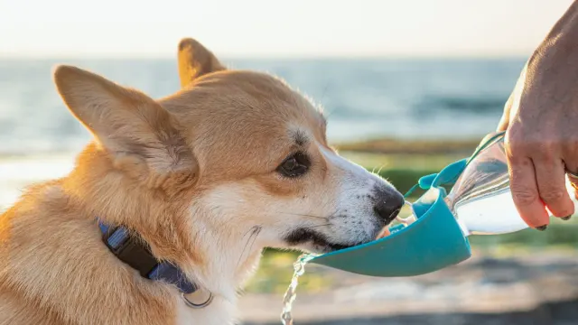 An athletic dog eating from a metal bowl on a training field