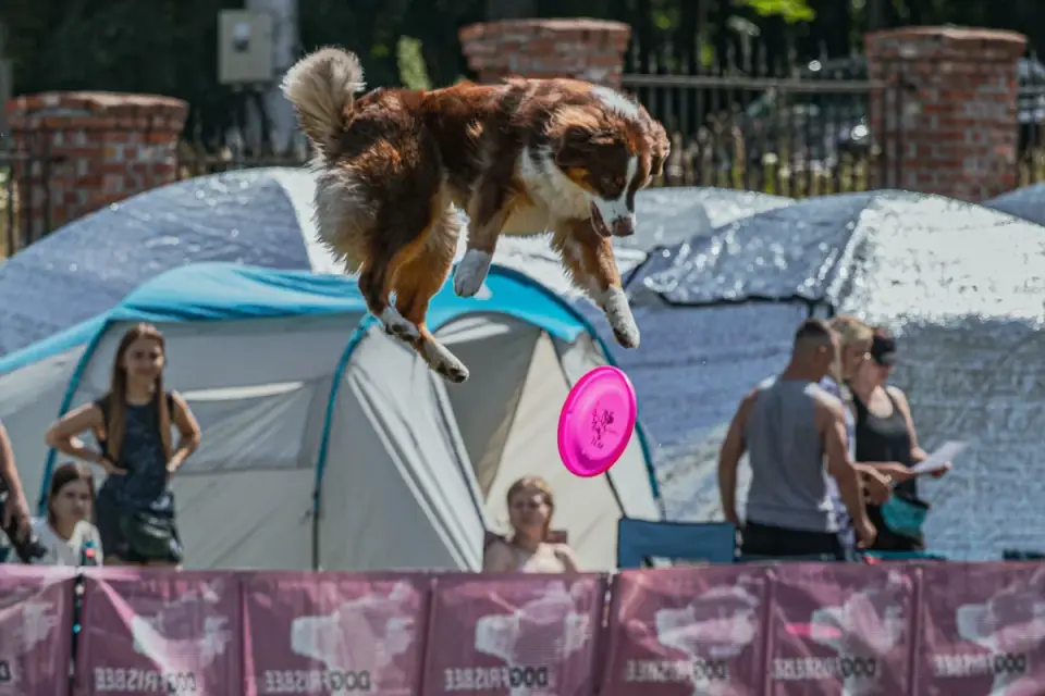 An Australian Shepherd leaping to catch a frisbee in an open yard