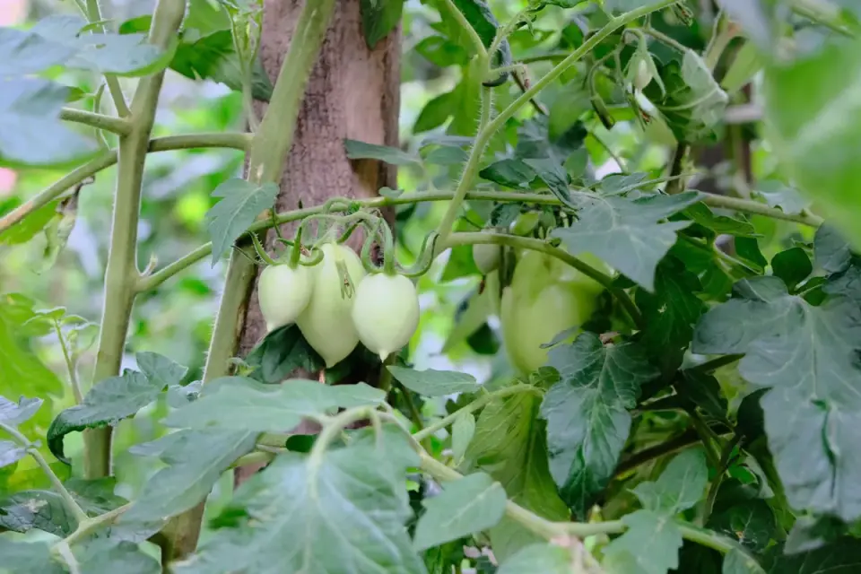 Cluster of green, unripe tomatoes still attached to the vine among leaves