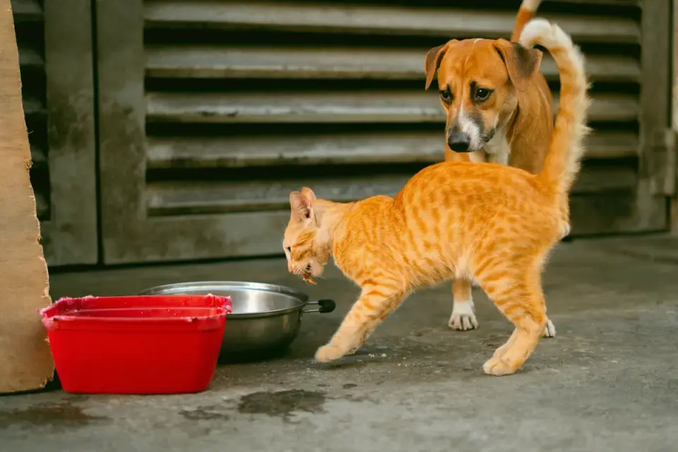 Dog eating from a bowl