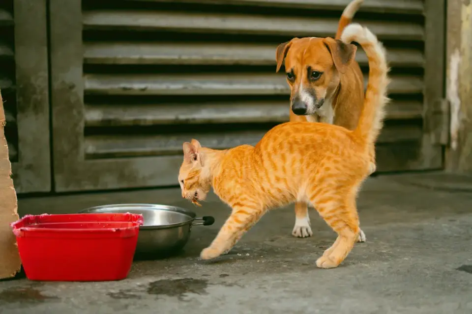 Dog eating from a bowl