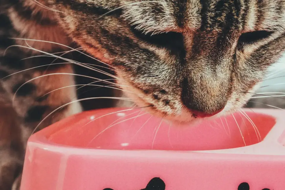 Dog eating from a bowl