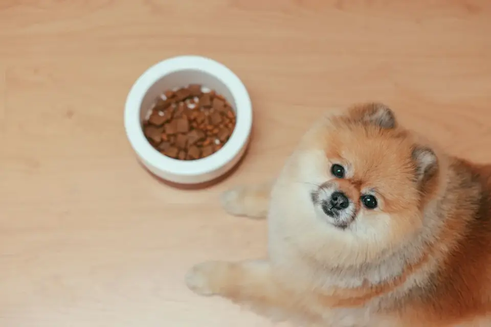 Dog eating from a bowl